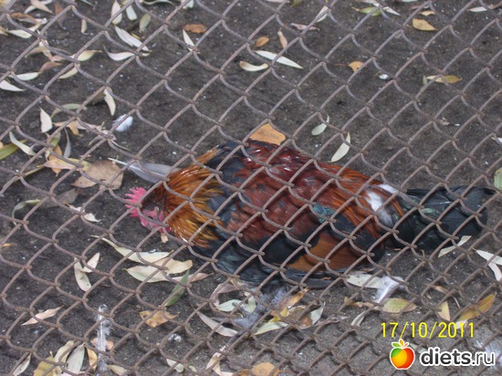 31 ����: ����� � �������� (2011)