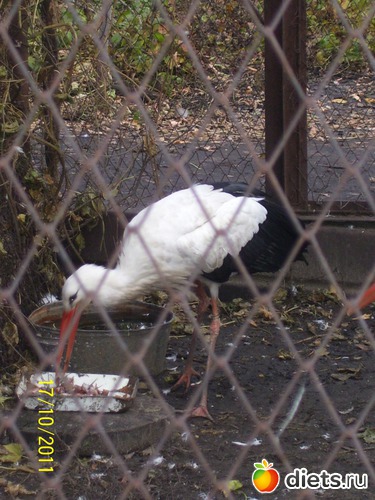 34 ����: ����� � �������� (2011)