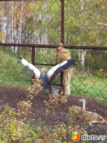 36 ����: ����� � �������� (2011)