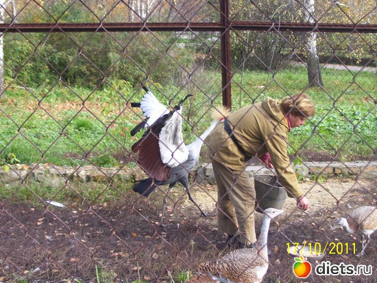 37 ����: ����� � �������� (2011)