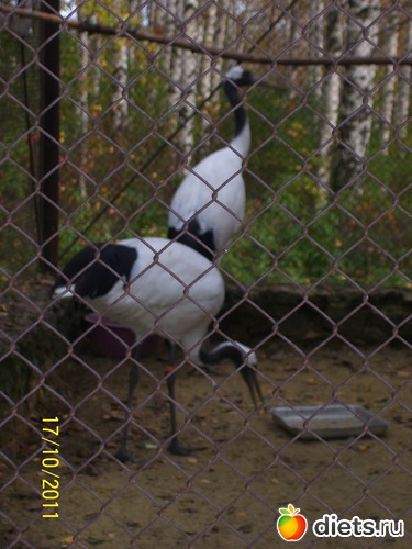 39 ����: ����� � �������� (2011)