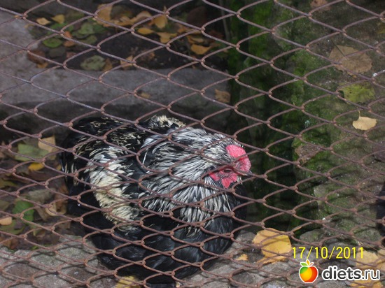 40 ����: ����� � �������� (2011)