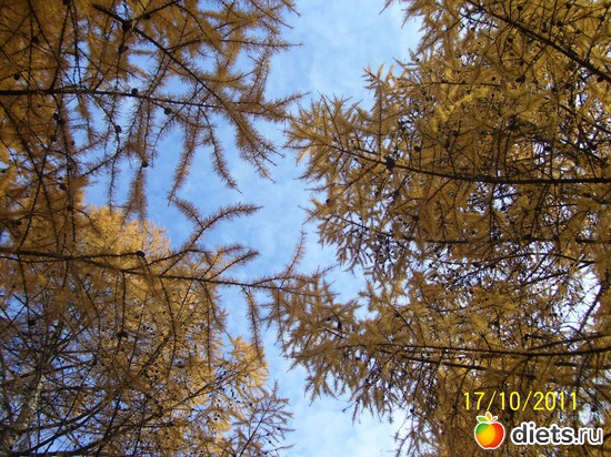 43 ����: ����� � �������� (2011)