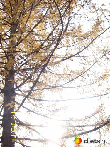 44 ����: ����� � �������� (2011)