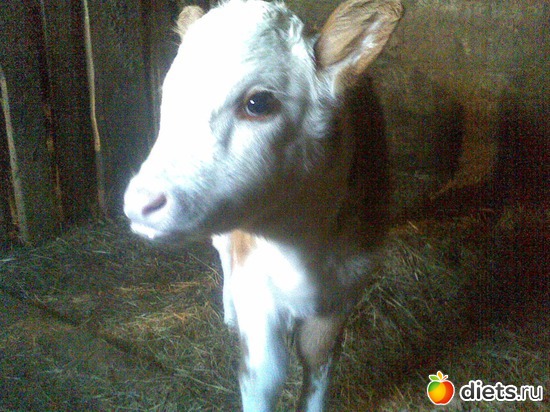 ���� �����, ������: ��� �����