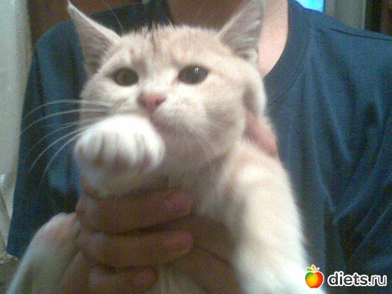 ��� ������, ������: ��� �����