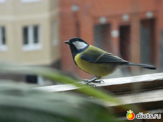 5 ����: �����