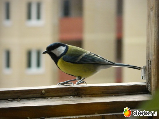 6 ����: �����