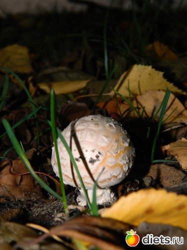 11 ����: �����