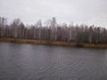 Озеро Светлое. Такими стали березки поздней осенью