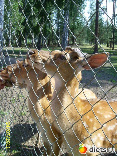 �����, ������: ����