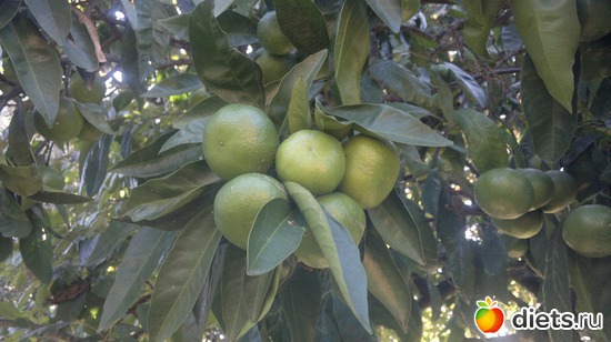 ��� ������ ���������, ������: �������