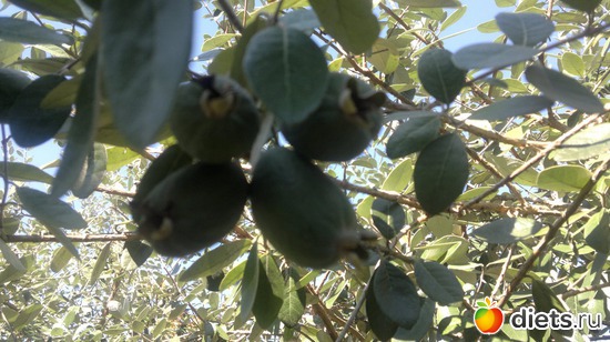 � ��� ������. ����� ������� ��� ������. � ����� ������!!!, ������: �������