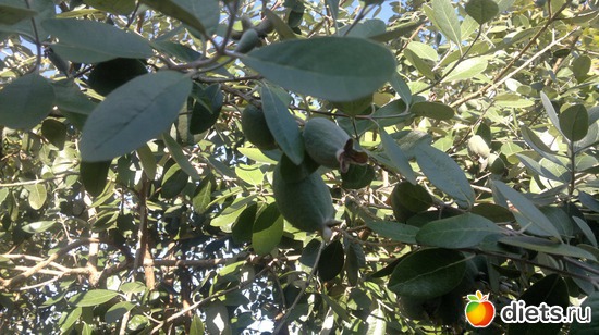 ��� ���� ������, ������: �������