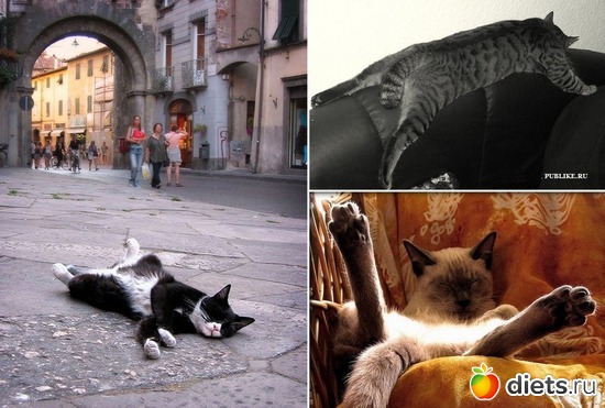 1 фото: котэ