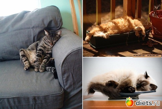 3 фото: котэ