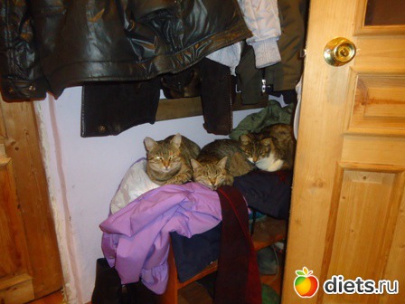 три "девицы" в прихожей