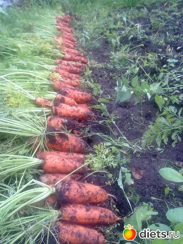 1 фото: мишкины растения, овощи