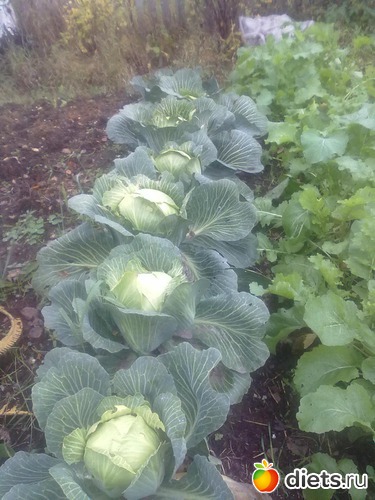 2 фото: мишкины растения, овощи