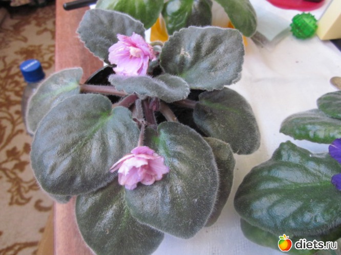 5 ����: ��� ������