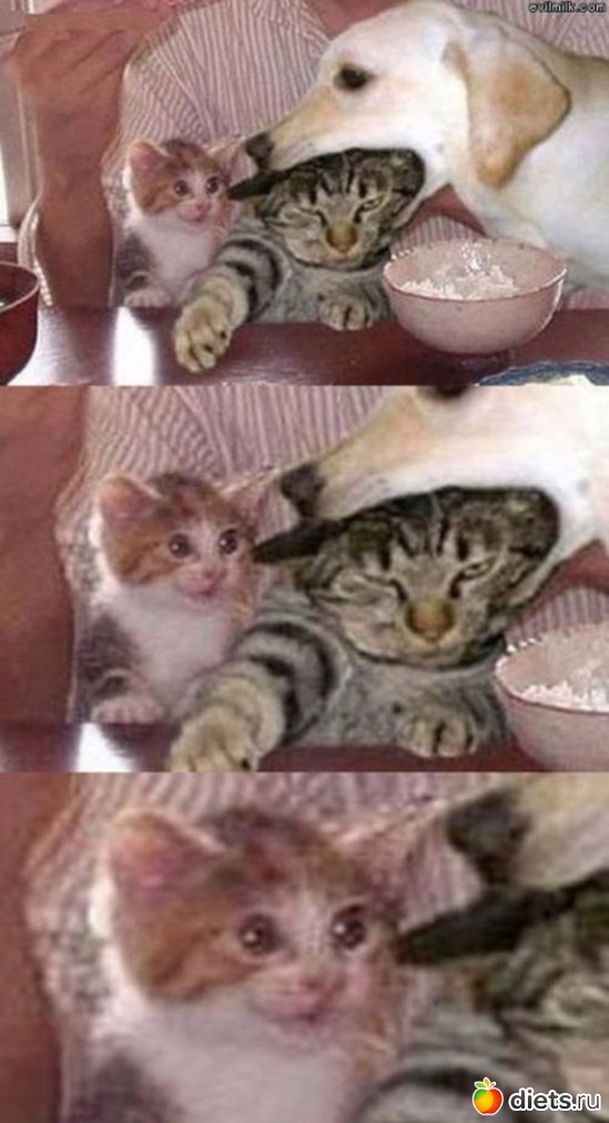 Котенок в шоке, альбом: котэ