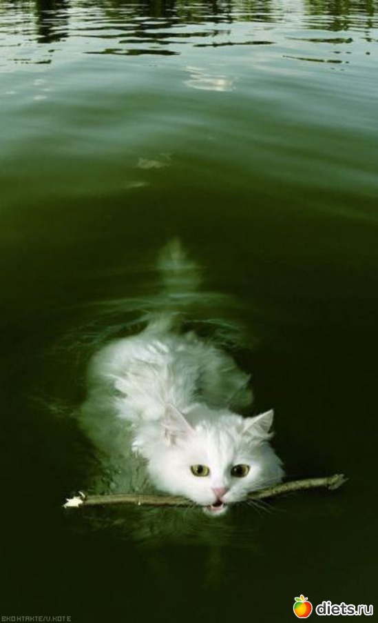 Котопес))), альбом: котэ