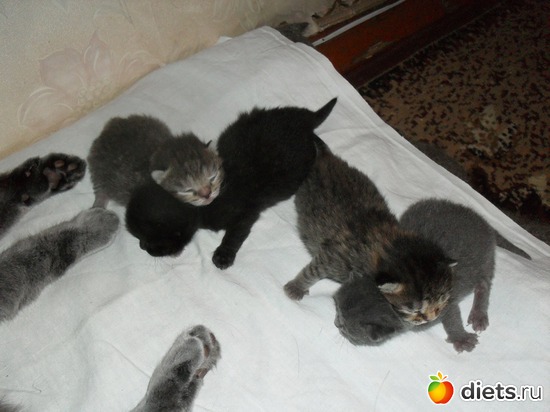 13 фото: Таис Бретанская (голубая)