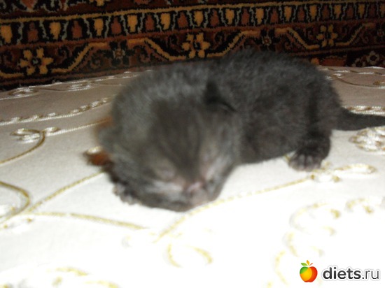 15 фото: Таис Бретанская (голубая)