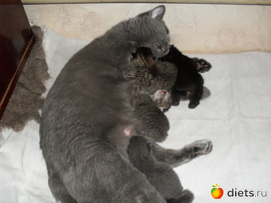 22 фото: Таис Бретанская (голубая)