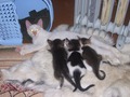 Кормящий пап (к котятам ни одной лапой не причастен)
