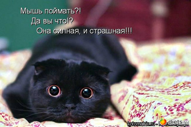 1 ����: ������ � ��.