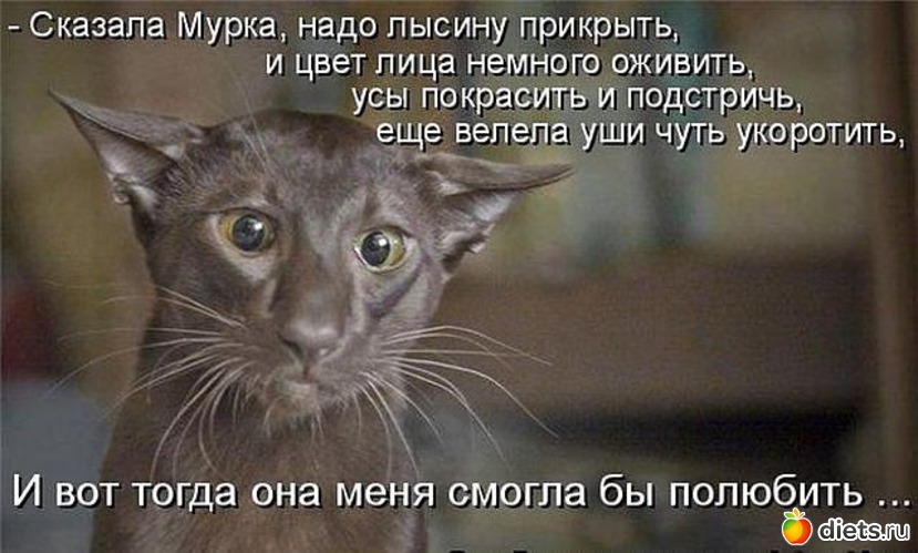 Ленка собакина кот. Смелый кот. Коты очень смелые. Кот боится. Кот Мурзик.
