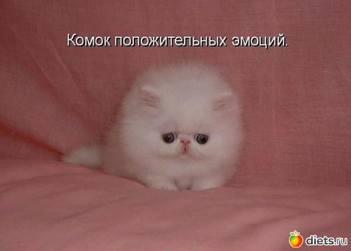 115 ����: ������ � ��.