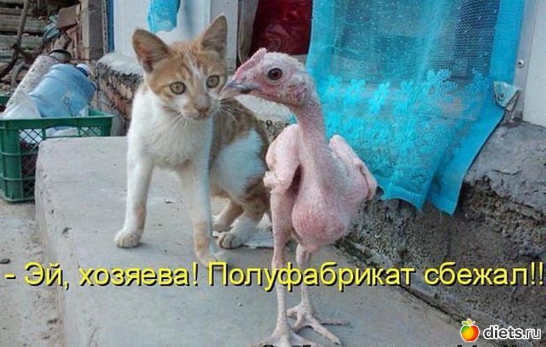 36 ����: ������ � ��.