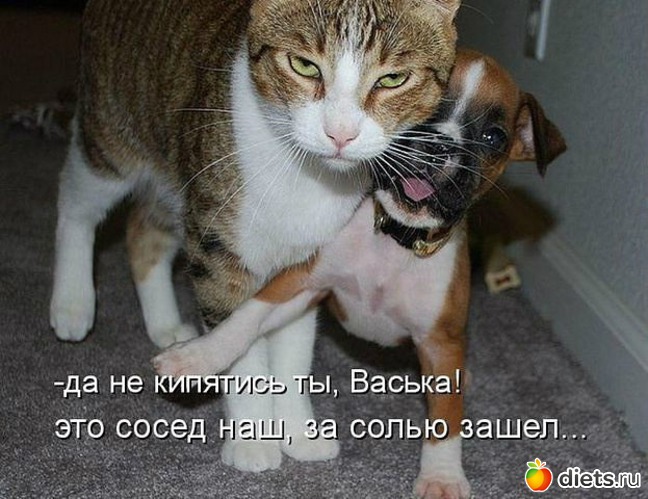 56 ����: ������ � ��.