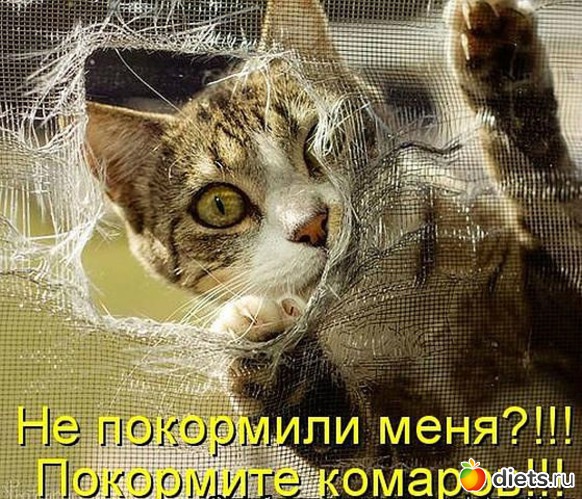 62 ����: ������ � ��.