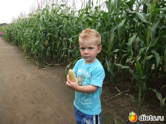 5 ����: York Maze