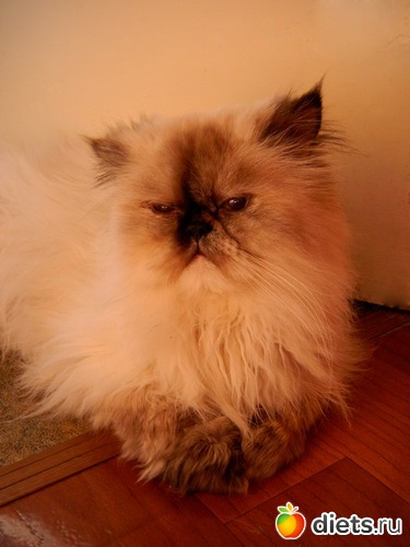 ���� ��� - ��������, ������: ��� ����������