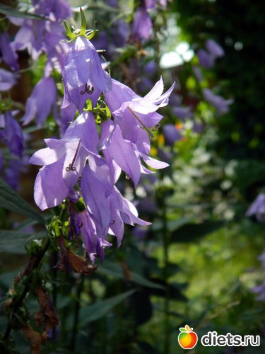 3 ����: ��� ����������