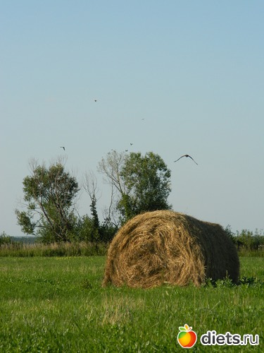 ����������� ���������, ������: ��� ����������