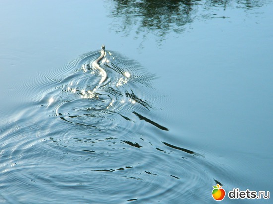 ������, ������: ��� ����������