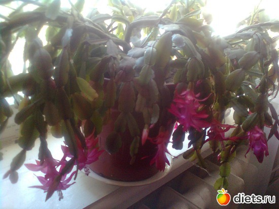 ��� ���������, ������: ��� ����