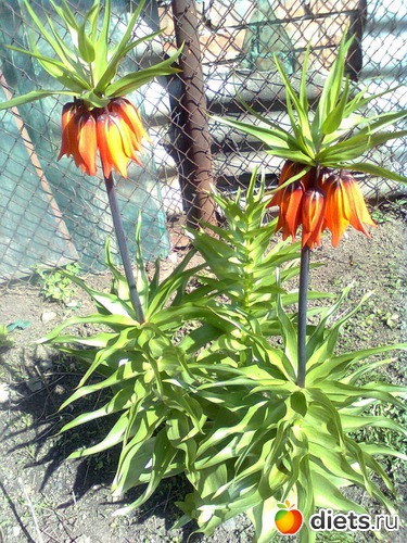 9 ����: ��� ����