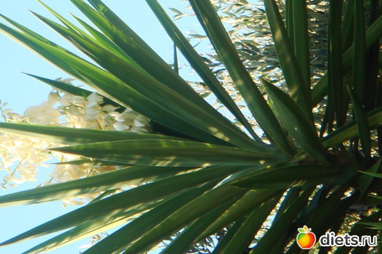 ��� ������ ������, ������: ���� 2011-����� �� �����