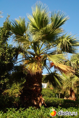 а березка РОДНЕЕ!, альбом: лето 2011-отдых от ВСЕГО