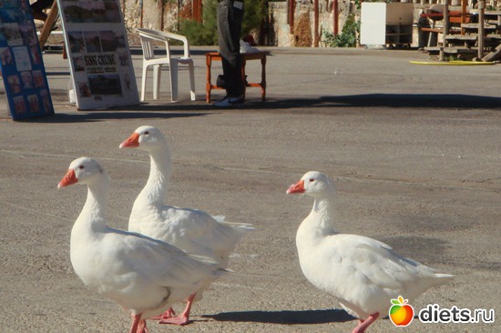 Так и ходим мы в троем!!!, альбом: лето 2011-отдых от ВСЕГО