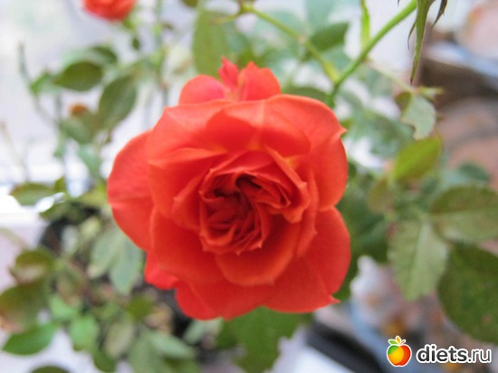 ���� ��������, ������: ��� ���������