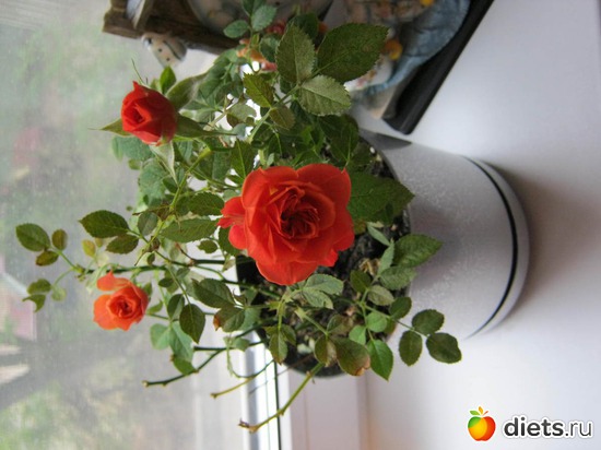 ��� ������� ����.....��� � ����� � ���, ������: ��� ���������