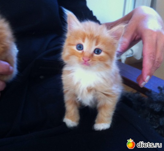 3 ����: Osen'!