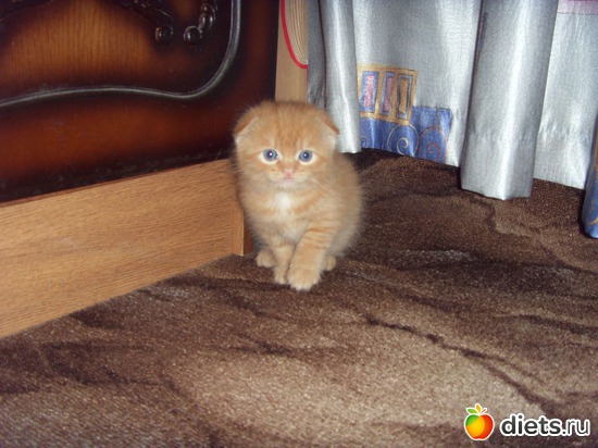 7 фото: КОТЭ